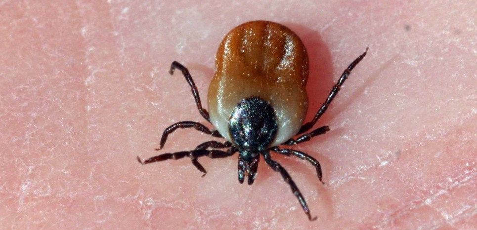 La personne sest couverte des boutons rouges